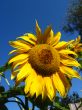  beautiful sunflower