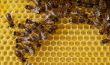 Bees build honeycombs