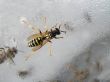 Wasp in a glass jar with sugar syrup