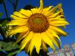  beautiful sunflower