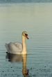 Swan at dusk