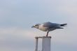 gull on a post