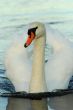 a mute swan on water
