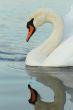 white mute swan on water