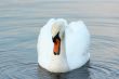 white mute swan on the water
