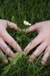 Small daisies