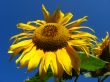  beautiful sunflower