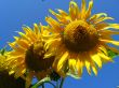 beautiful sunflowers