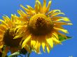 a pair of the beautiful sunflowers