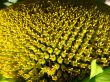 the surface of sunflower