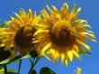a pair of the beautiful sunflowers