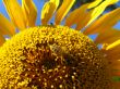 a bee on the beautiful sunflower