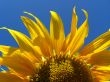 beautiful sunflower on the blue sky background