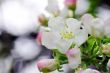 blossom apple tree. Apple flowers close-up. 