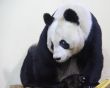 Giant Panda