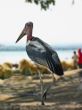 Marabou Stork
