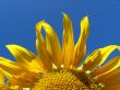 beautiful sunflower on the blue sky background