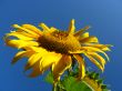  beautiful sunflower