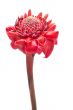 Single Tropical flower torch ginger, isolated