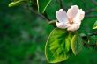 Quince blooming