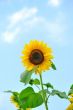 Sunflower with blue sky