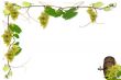 vines and grapes