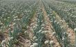 onion field