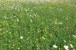 flower field