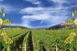 Grapevine