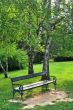 Bench in park