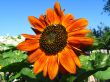 beautiful sunflower