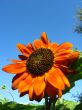  beautiful sunflower