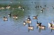 wild geese