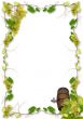 vines and grapes