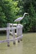 a Heron