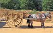 draft horse