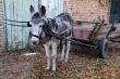 Gray Donkey and Cart