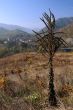 Dry Plant in the Fall