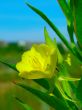 Wild Yellow Flower