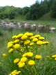 yellow flower on the background of river and cows