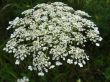  white flower