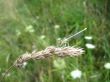 dragonfly sitting on the spikelet