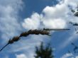 dragonfly sitting on the spikelet