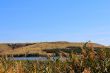 Summer landscape with ravine and bulrush
