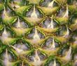 Image of big appetizing pineapple background