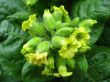 Flowers of tobacco