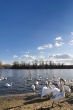 Swans on lake