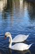 Kiss of the swans