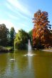 Swan on the lake