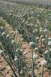 onion field